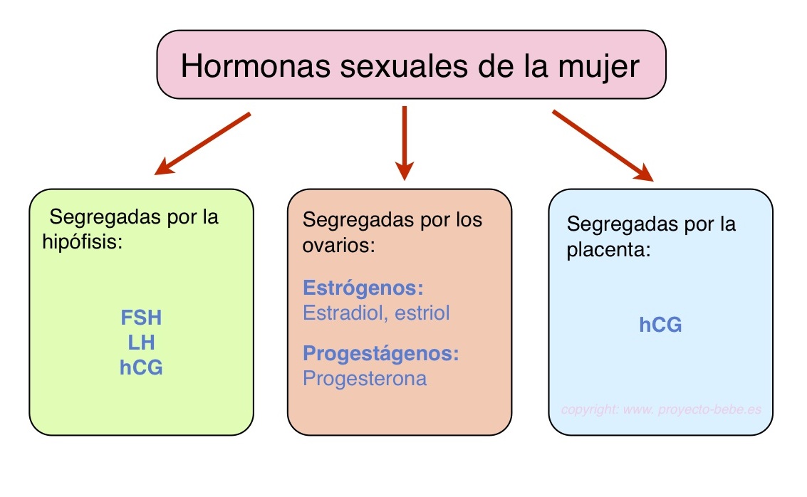 Las hormonas sexuales